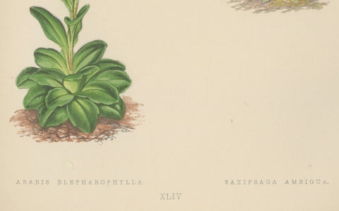 Alpine Botanical Lithograph of Arabis Blepharophylla and Saxifraga Ambigua, 1874, close-up 1