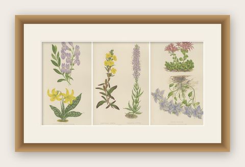 Antique Botanical Triptych with Erythronium Americanum and Bellflower c1870, shown framed