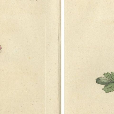 Set of 2 Antique Botany Prints, Solid Rooted and Hollow Rooted Fumitory, close-up 1