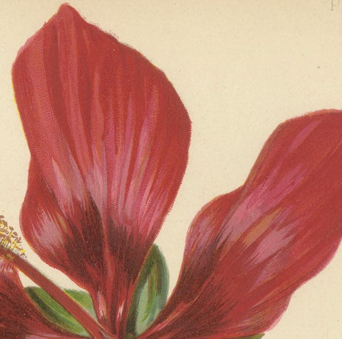 Scarlet Rosemallow from The Native Flowers and Ferns of the United States, 1879, close-up 2