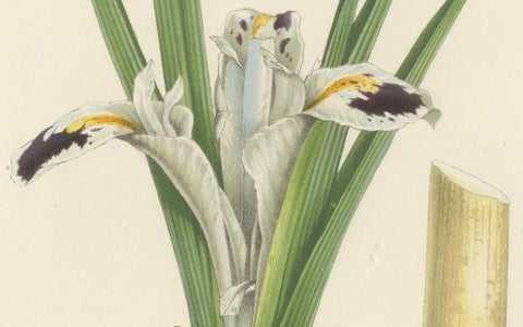 Botanical Illustration of Persian Iris: Iris persica from Iran, c.1855, close-up 2