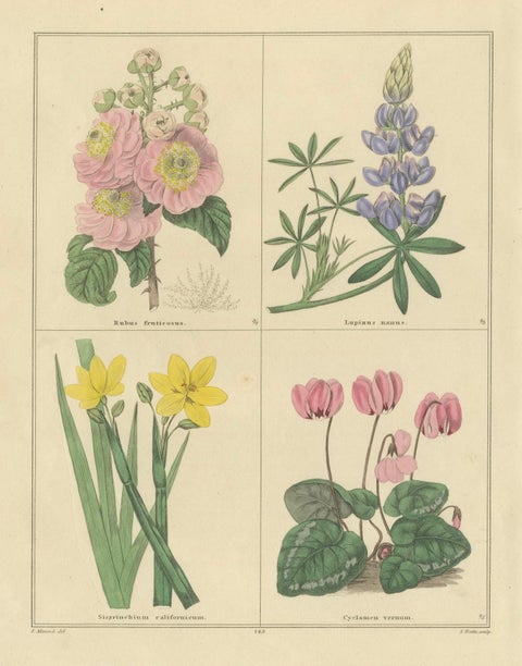 Antique Botanical Prints by B. Maund, Hand-Colored Pair, London c.1836, close-up 6