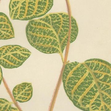 Vibrant Elegance: Botanical Illustrations of Foliage from 1880 Paris, close-up 2