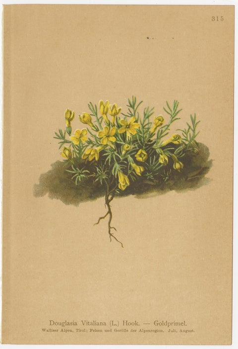 Alpine Botanical Prints Set of 5, Aretia & Douglasia, Antique Chromolithos, 1897, view 2