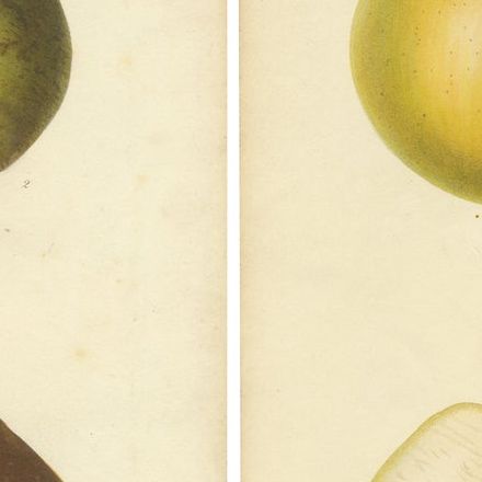 Set of 2 Original Antique Prints of various Pears and Apples, c.1835, close-up 1