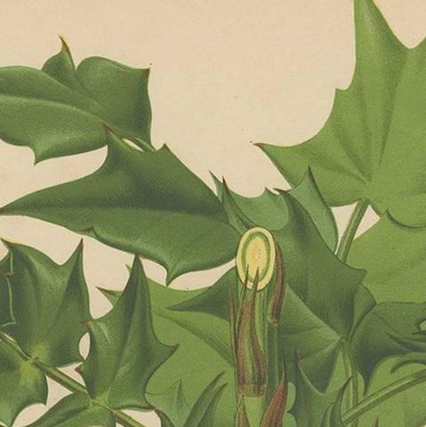 Antique Plant Print of the Mahonia Japonica by G. Severeyns, 1879, close-up 1