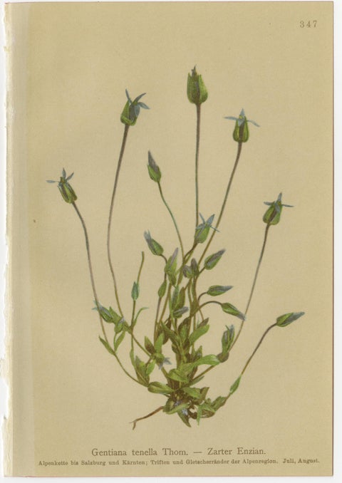 Antique Botanical Prints Alpine Gentians Set of 8, Chromolithographs, 1897, view 4