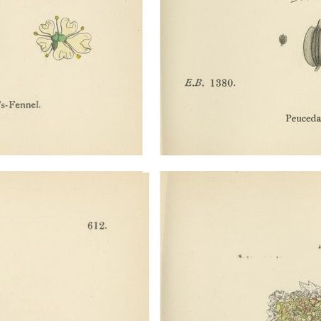 Four Antique English Botanical Herb Prints, Elegant Green Umbellifers, 1902, close-up 2