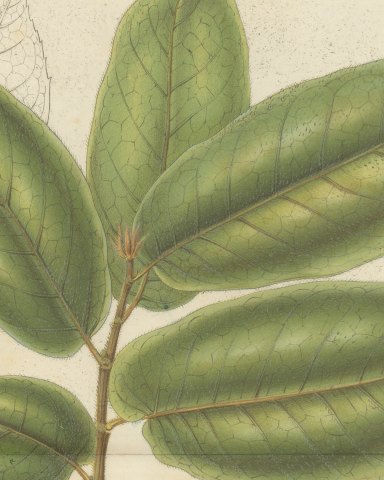 Antiaris Toxicaria, the Upas Tree, Branch with Details, 1859, close-up 3