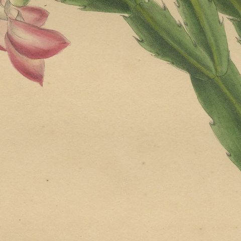 Botanical Beauty: Schlumbergera, The Christmas Cactus, circa 1832, close-up 2