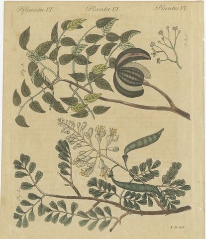 Mahogany Tree and Logwood, Antique Bertuch Print, circa 1805