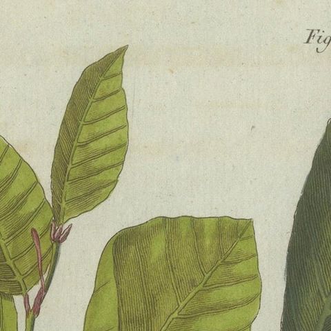 Beech and Elm Leaves, Flowers, and Seeds: A Stunning 1805 Botanical Engraving, close-up 3