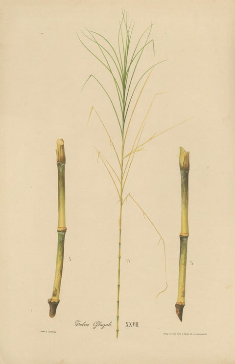 Antique Sugarcane Botanical Chromolithograph, Teboe Glagah, Java 1892, close-up 1