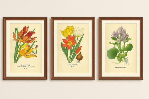 Antique Botanical Prints of Tulips & Water Hyacinth, Set of Three, c.1897, view 5