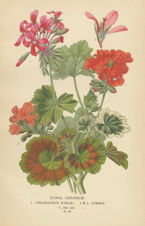 Heritage Blooms: A Triptych of Geranium Varietals, 1896, close-up 3