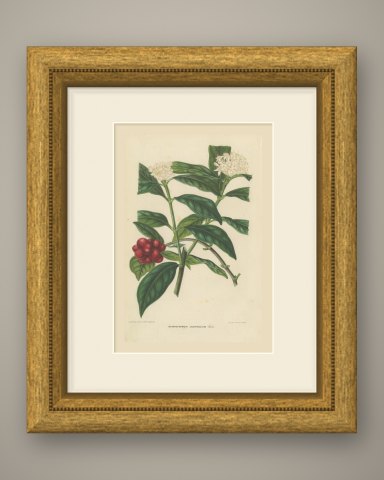 Drimyspermum Laurifolium, Flowers and Red Berries Chromolithograph, 1859, shown framed