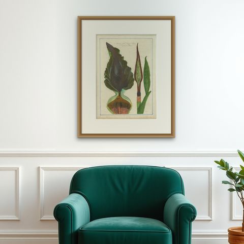 Dragon Arum, Poisonous Plant Botanical Engraving, Thornton, 1802, shown framed on a wall, true to size