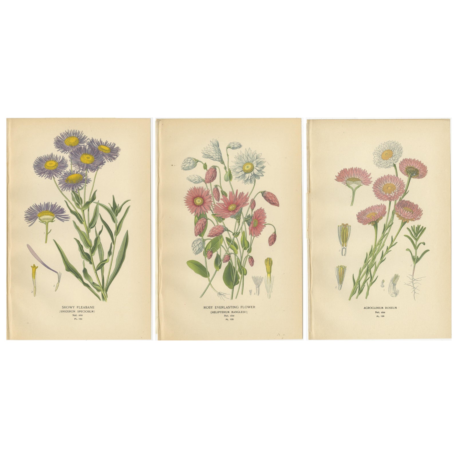 Antique Botanical Prints: Showy Fleabane, Rosy Everlasting & Acroclinium Roseum