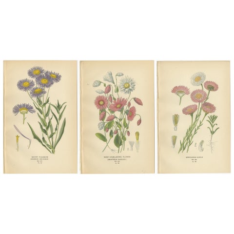 Antique Botanical Prints: Showy Fleabane, Rosy Everlasting & Acroclinium Roseum