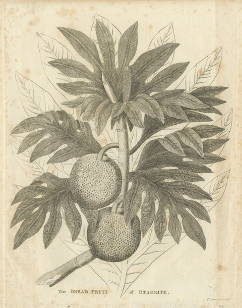 Antique Botanical Print of Breadfruit of Otaheite by Bryan Edwards, 1818
