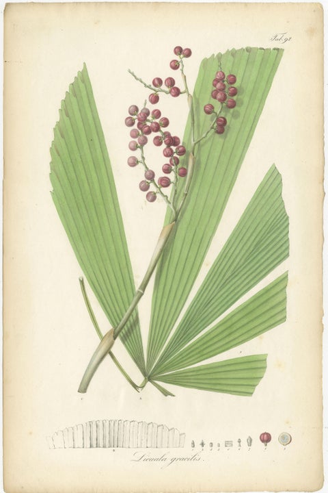 Antique Botany Print of Licuala Gracilis, a Fan Palm, view 2