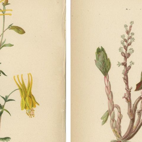 Native US Flora, Four Original Botanical Chromolithograps, 1879, close-up 1