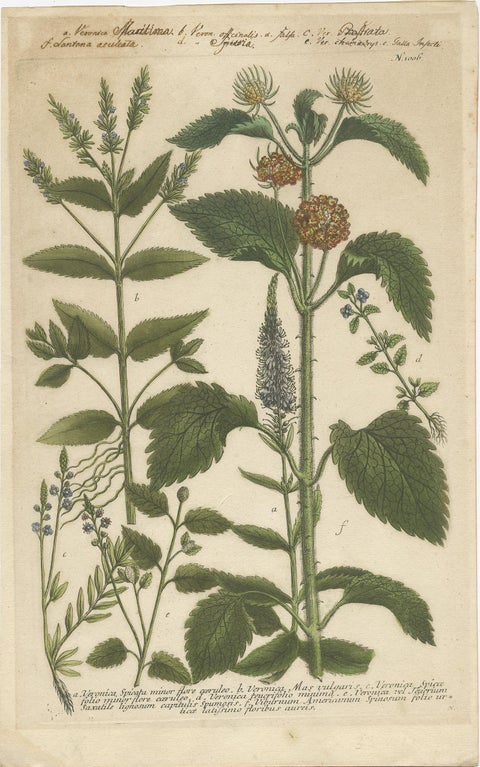 Copper Engraving of Spike Speedwell and Various Other Plants, 1745, view 2