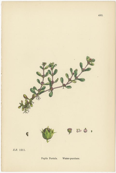Botanical Engravings of Purple Loosestrife, Grass-Poly and Water-Purselane, 1902, view 4