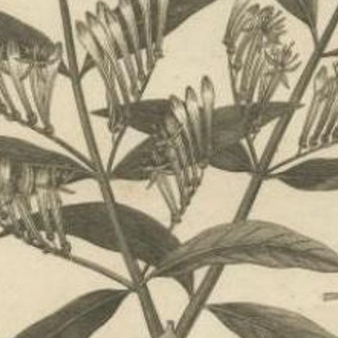 Original Antique Print of a Loranthus Plant, 1814, close-up 2