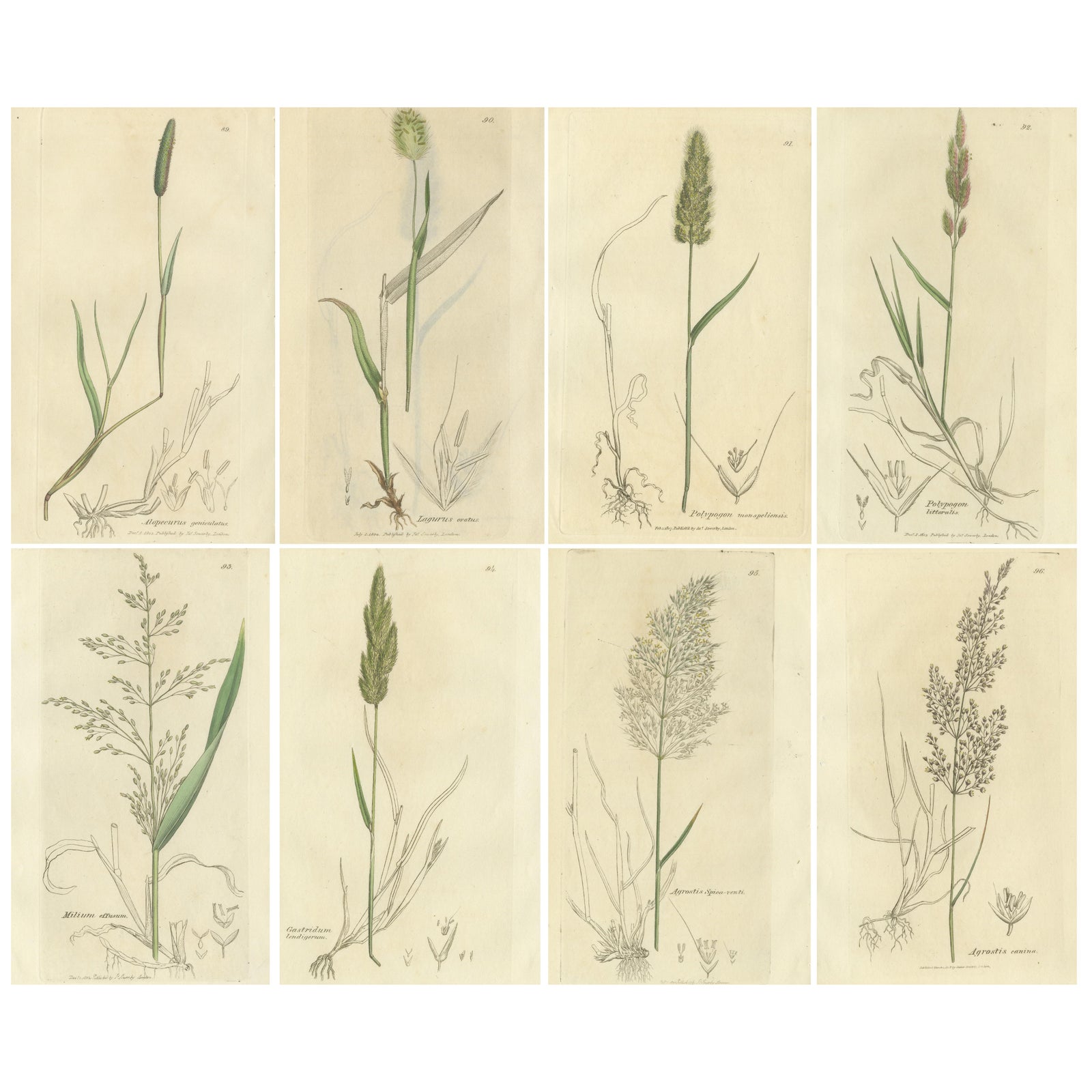 Antique Botanical Engravings of Meadow Foxtail, Polypogon & Agrostis, c.1830
