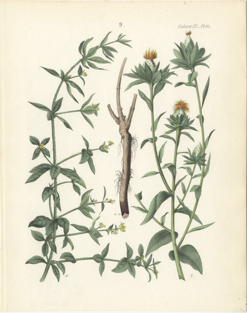 Hand-Colored Botanical Lithograph of Madder and Safflower, 1854, view 2
