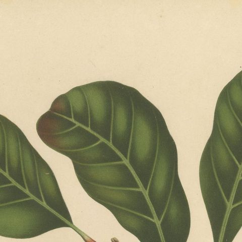 Antique Cashew Tree Botanical Chromolithograph by Hoola van Nooten, c. 1880, close-up 6