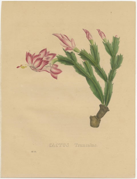 Botanical Beauty: Schlumbergera, The Christmas Cactus, circa 1832, view 2