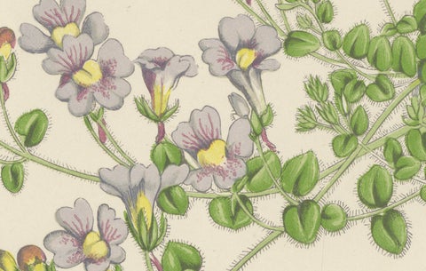 White Cupflower and Hairy Toadflax, Hand-Coloured Botanical Print, 1874, close-up 2