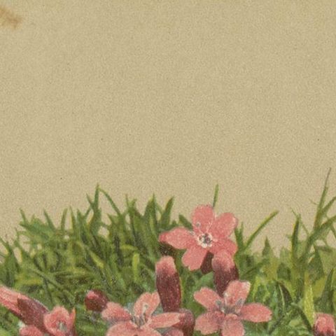 Antique Botany Print of The Silene Acaulis Plant by Palla, 1897, close-up 1