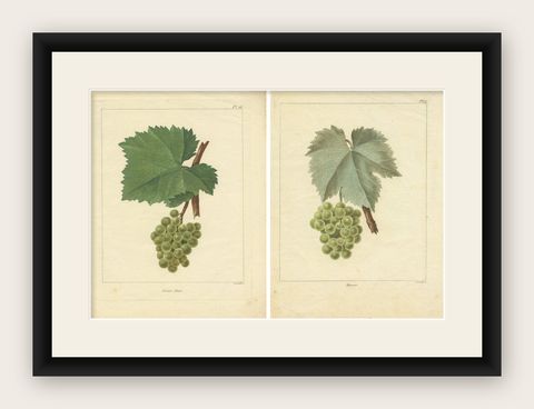 Set of Two Antique Prints of Various Green / White Grape Varieties, shown framed