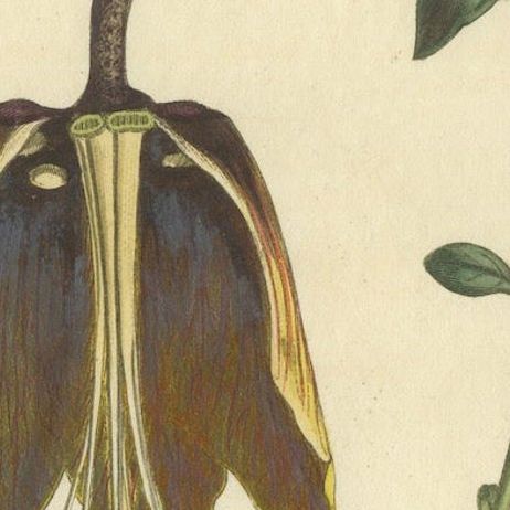 Antique Botanical Print of Banana Shrub and Starry Wild Jasmine, 1803, close-up 5