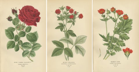 Botanical Prints: General Jacqueminot Rose, Silvery Cinquefoil & Scarlet Avens, view 5