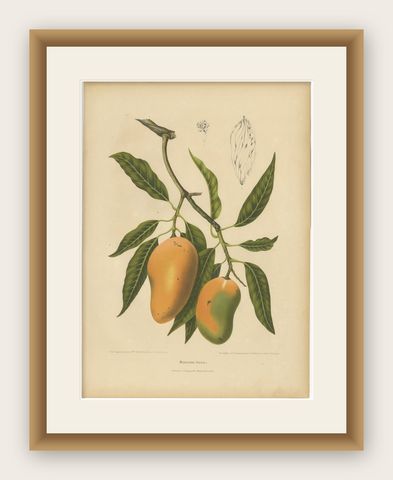 Antique Mango Botanical Chromolithograph by Hoola van Nooten, c. 1880, shown framed