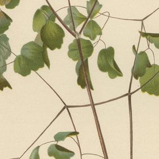 Native US Flora, Three Original Botanical Chromolithograps, 1879, close-up 1