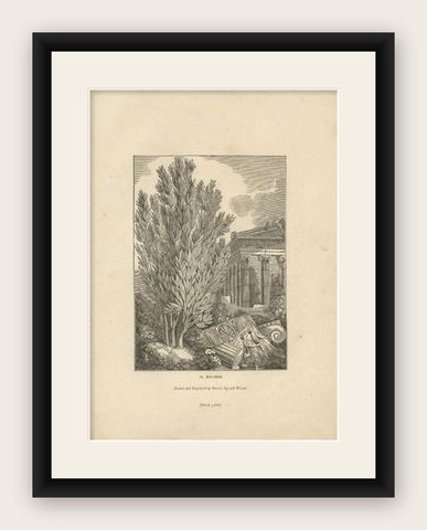 Antique Print of Laurus Nobilis or Laurel, an Aromatic Evergreen Tree, shown framed