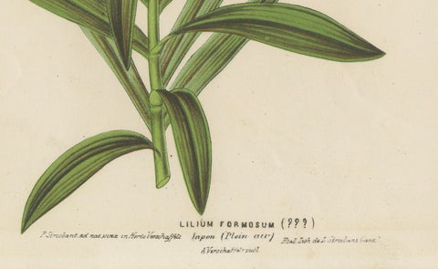 Exquisite Hand-Colored Botanical Print of a Siberian Lily (Lilium Pensylvanicum), close-up 2