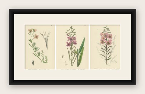 Hand-Colored Botanical Engravings of French-Willow Species, 1902, shown framed