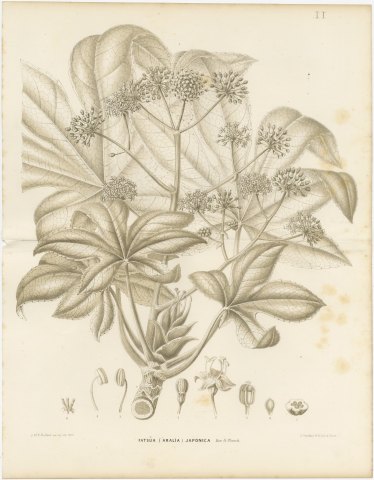 Fatsia Japonica, Aralia Japonica Flowering Branch Lithograph, 1858, view 2