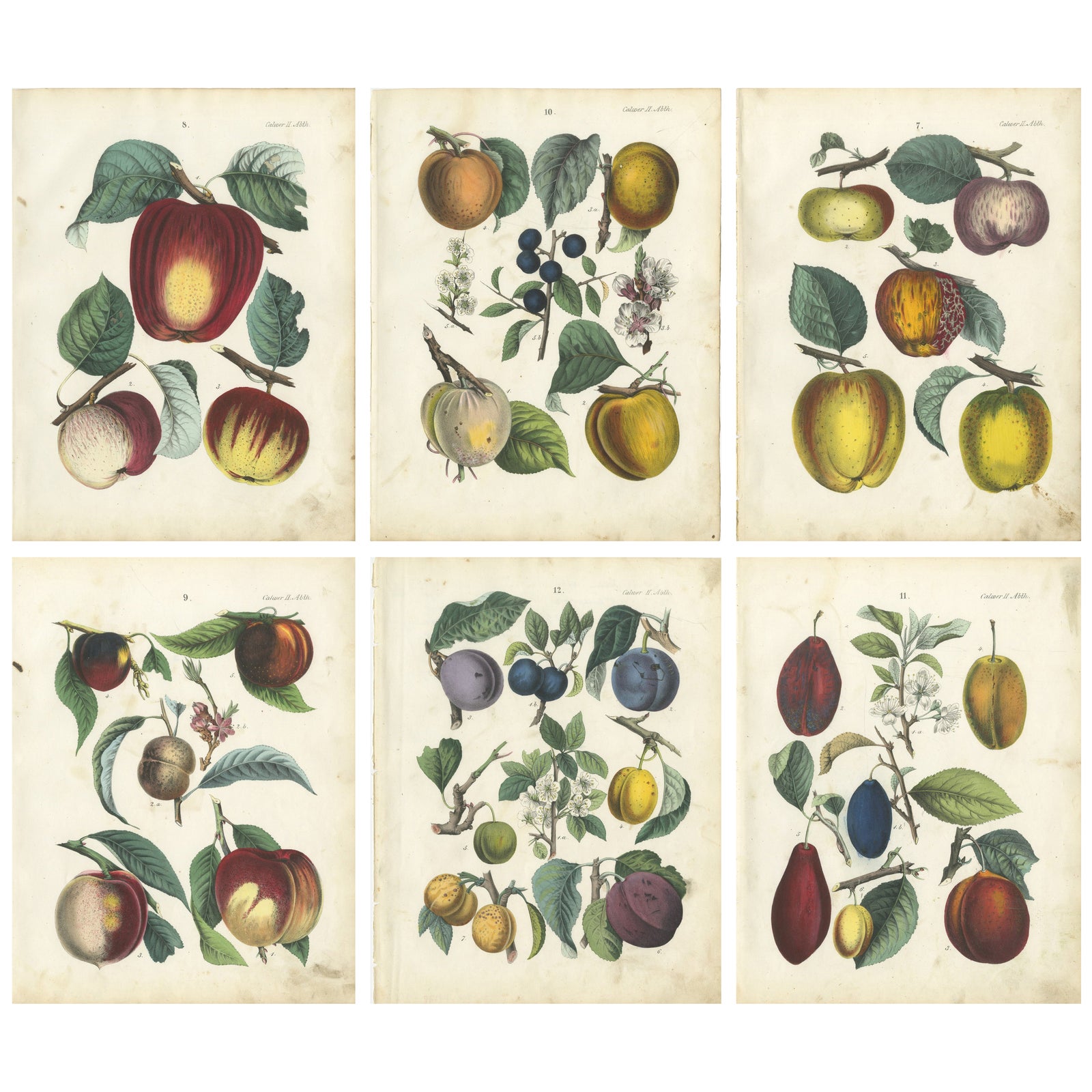 Antique Fruit Chromolithographs, Apples & Plums, Set of Six, Calwer 1854