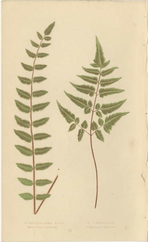Antique Victorian Fern Botanical Prints, Gymnogramma Plates Wall Art 1856, view 7