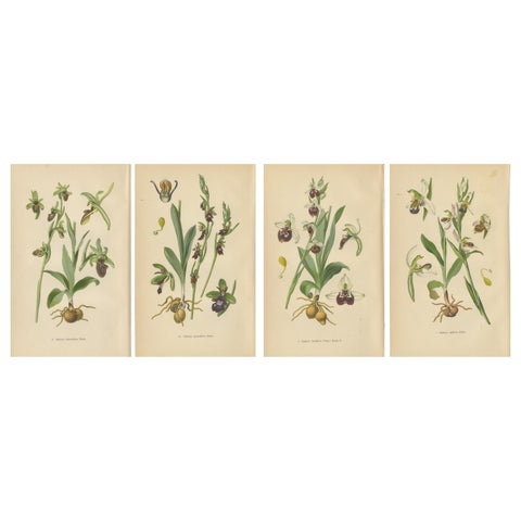 Orchid Variations: A Study of Ophrys Species in 1904 Illustrations