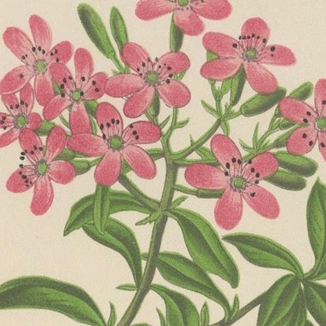 Alpine Botanical Print of Rock Soapwort and Nodding Bellflower, 1874, close-up 6