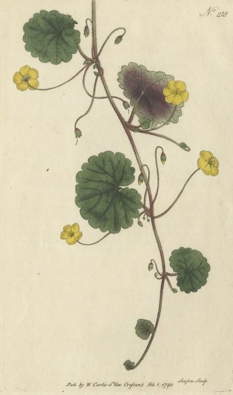 Antique Botany Print of the Trailing Disandra, close-up 1