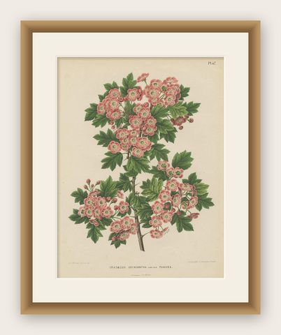 Antique Plant Print of the Crataegus Oxyacantha by G. Severeyns, 1879, shown framed